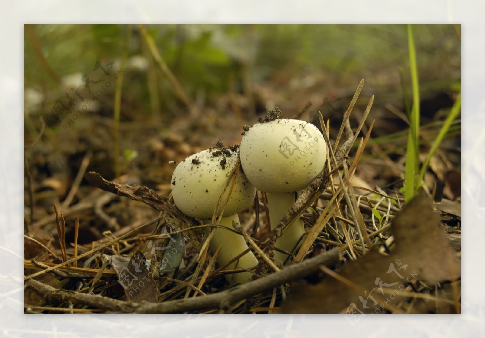 野生蘑菇破土而出图片