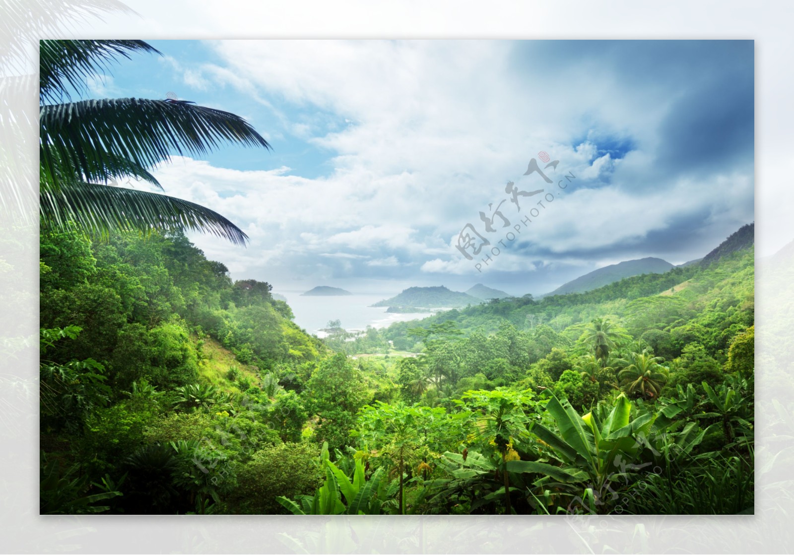 热带雨林风景