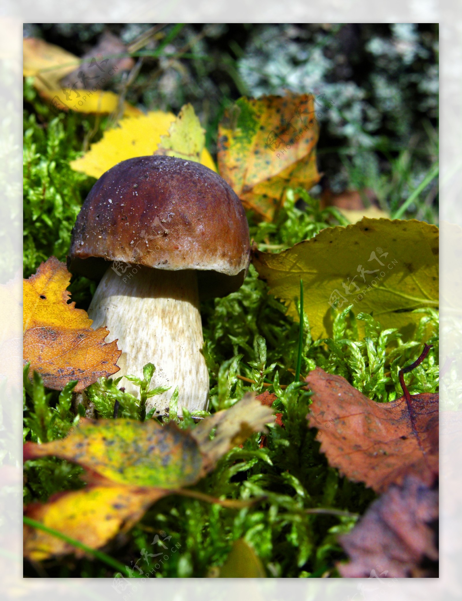 落叶中的蘑菇