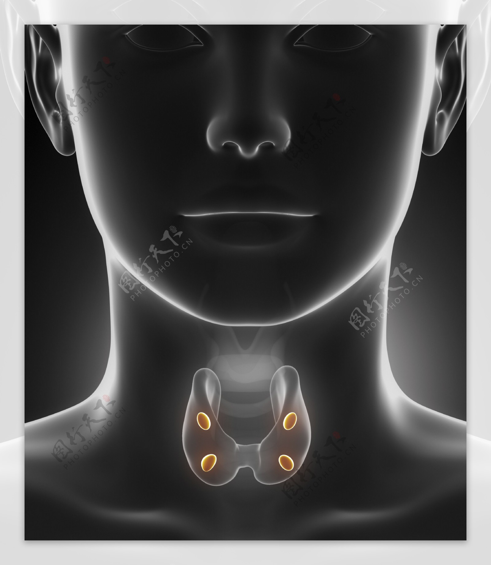 女性咽喉器官图片
