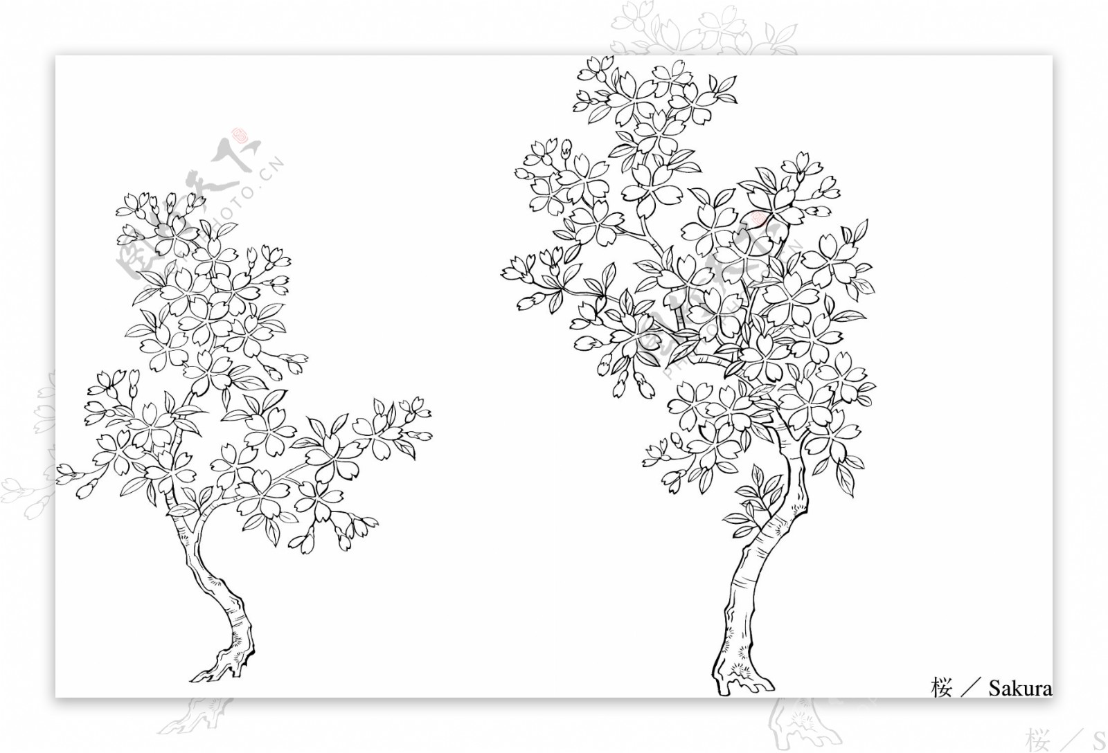线描Sakura矢量素材图片