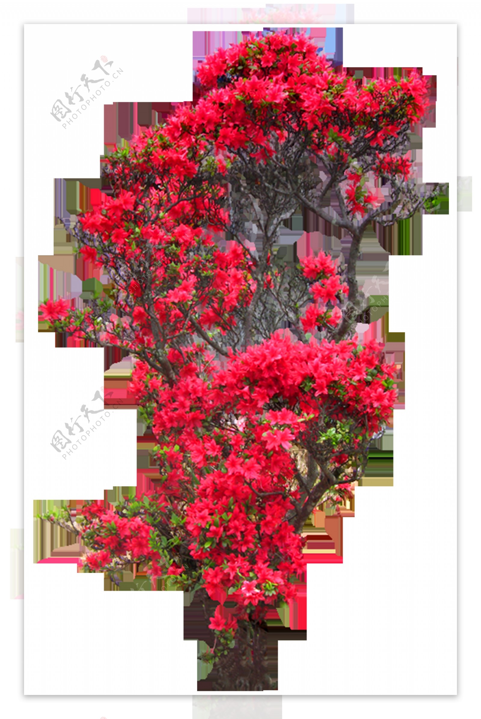 红色花朵元素