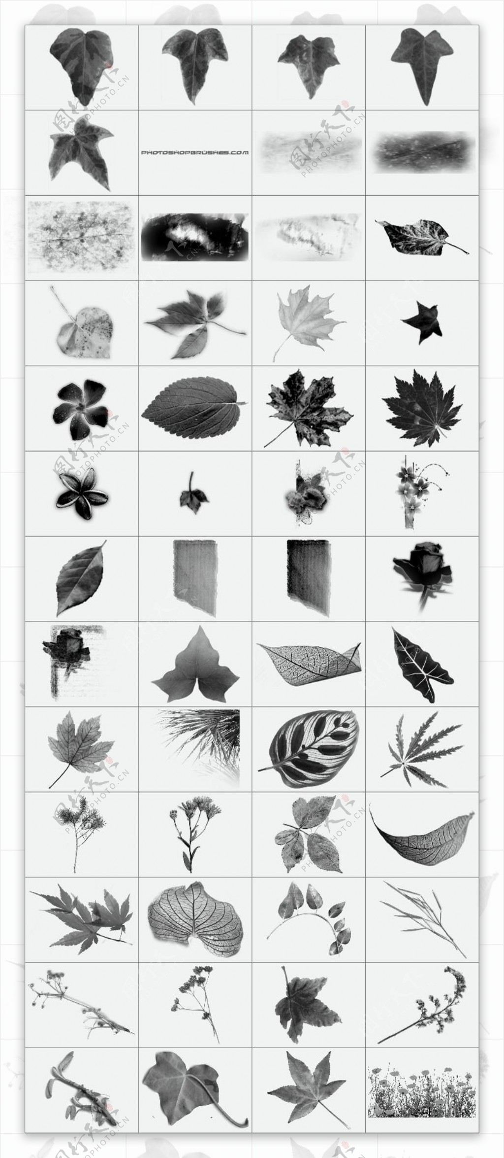 多种类型的植物树叶笔刷6个打包下载