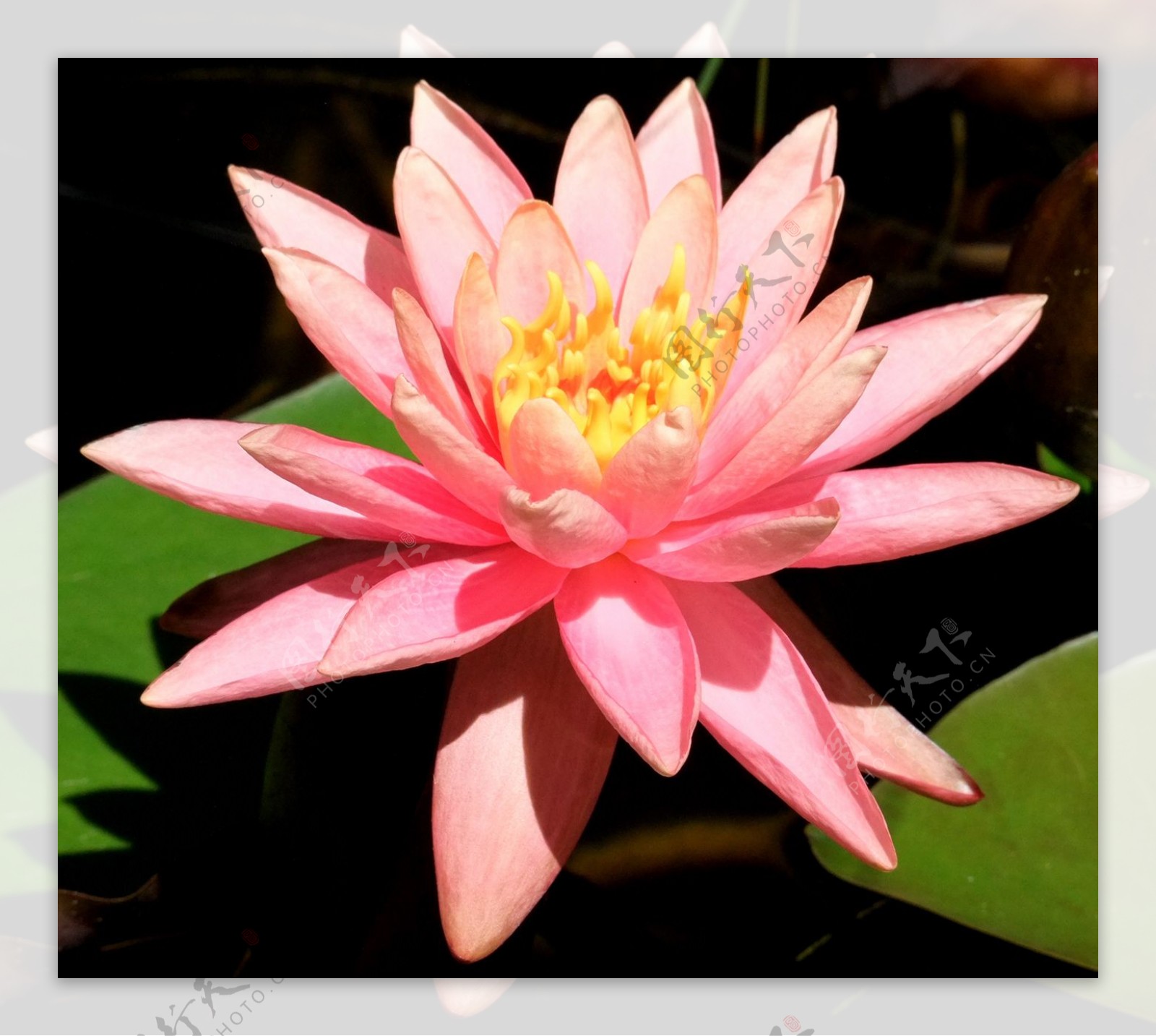 位图植物摄影写实花卉花朵莲花免费素材