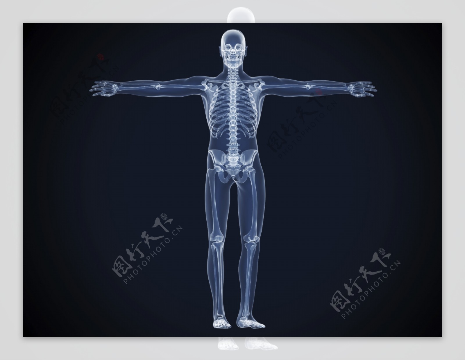 人体全身X光透视图图片