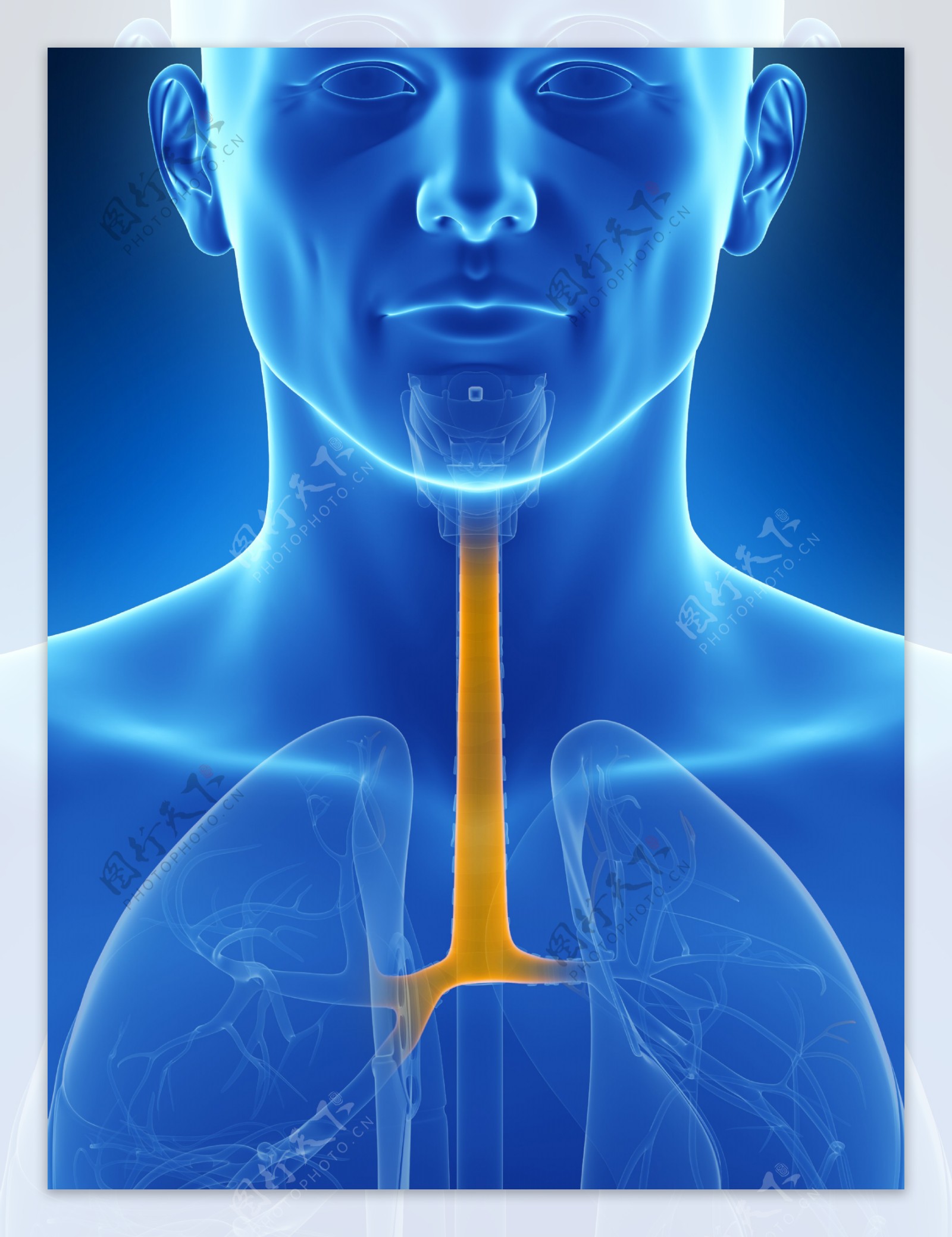 肺呼吸道器官图片