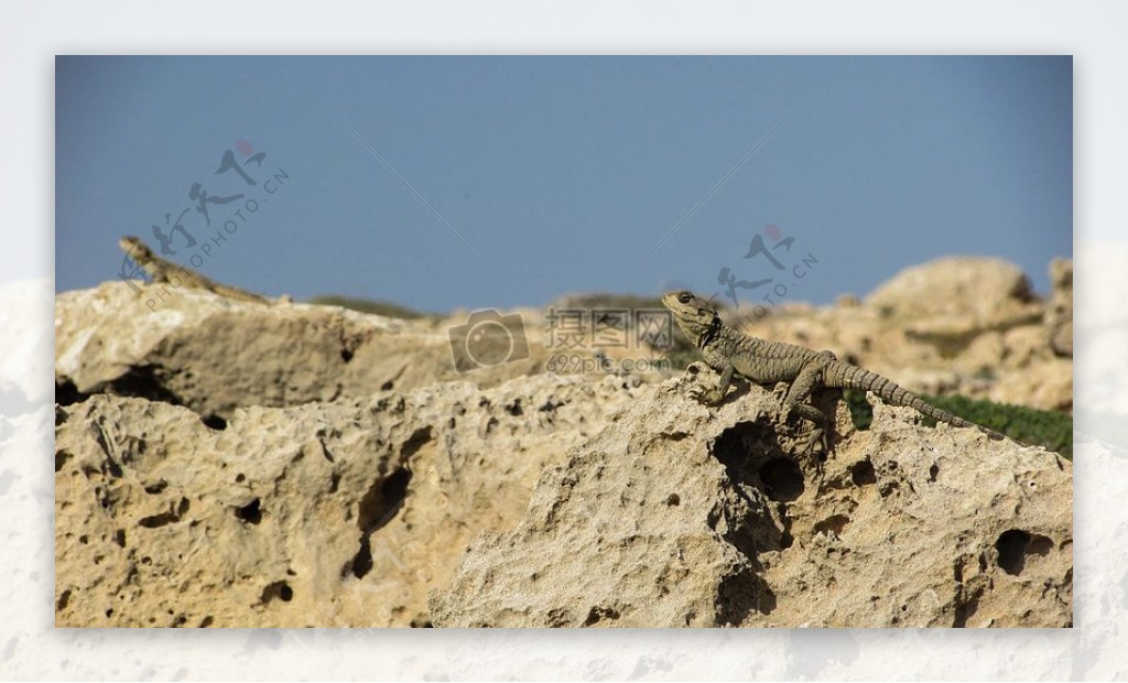 岩石山的蜥蜴