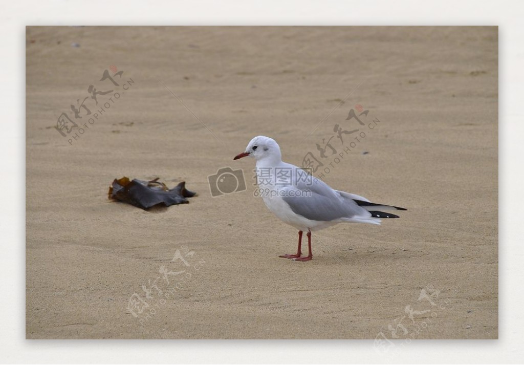 沙滩上的小鸟