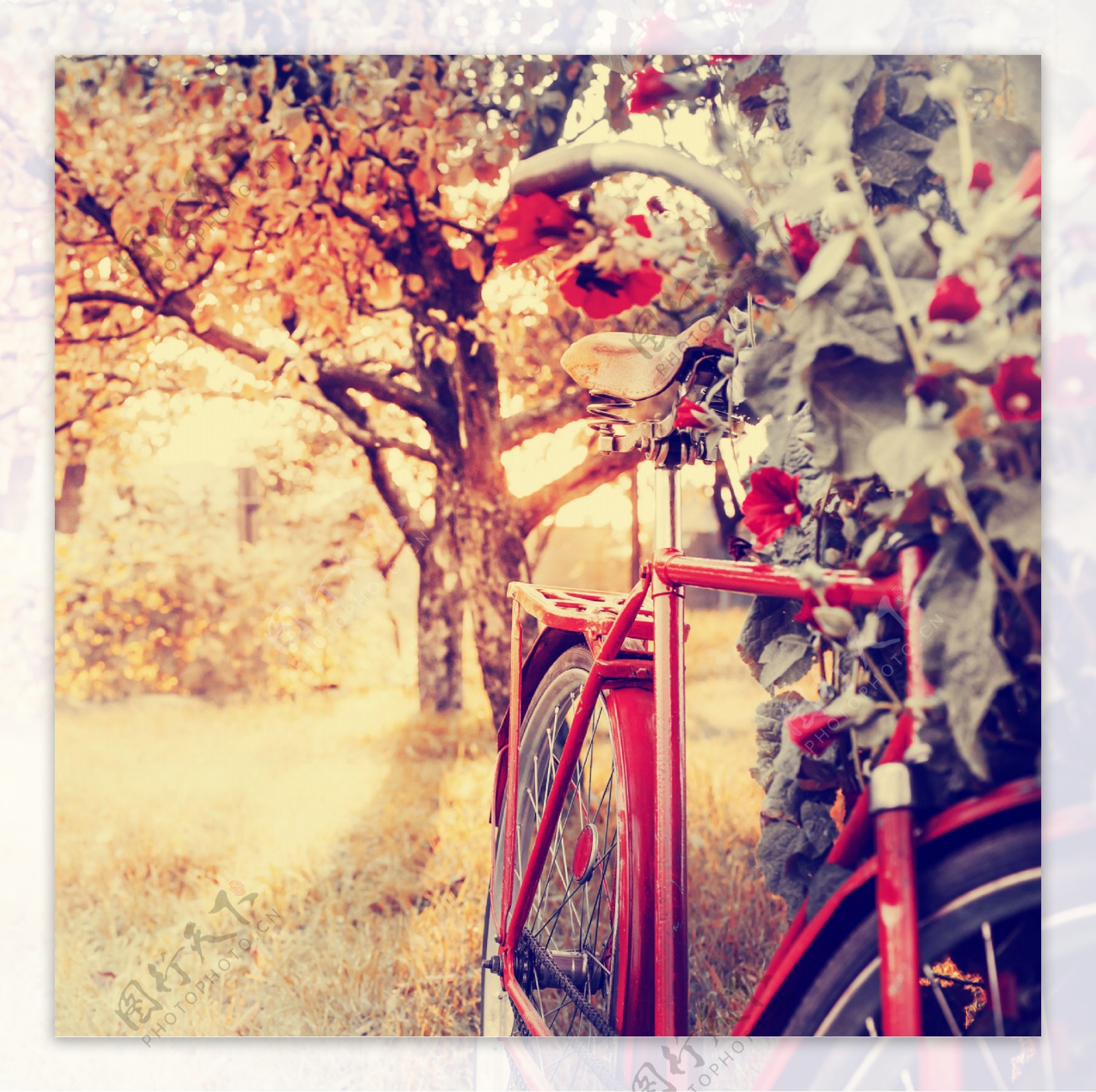 红色自行车摄影图片