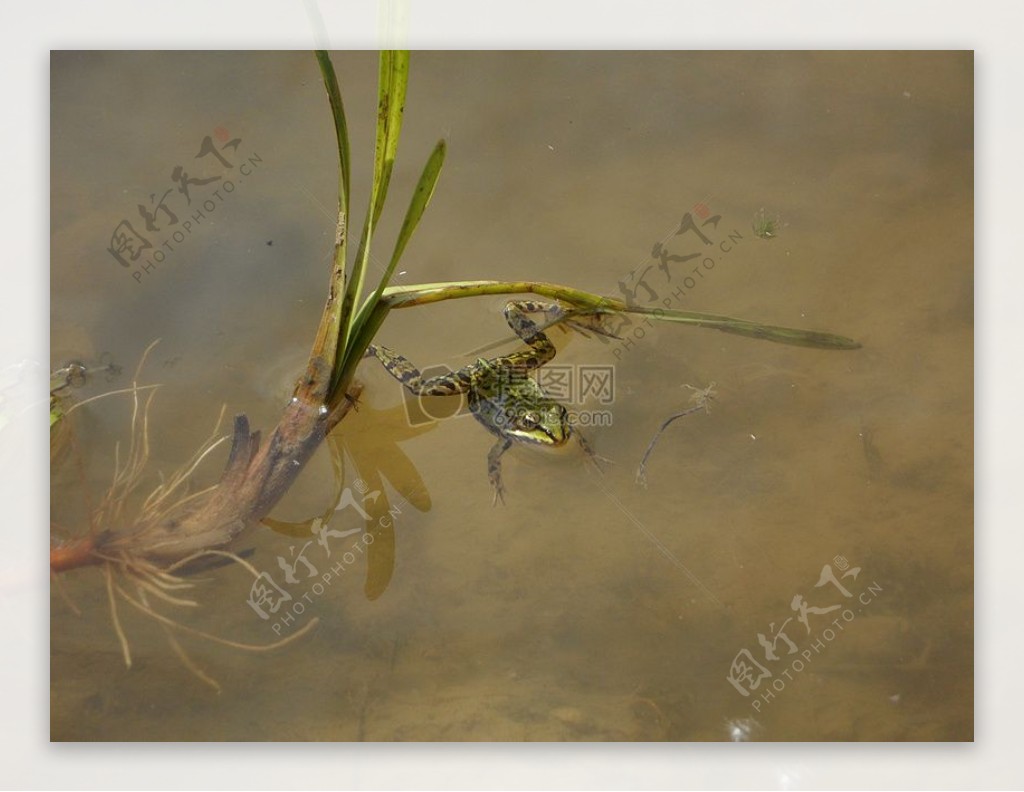 池塘中的一个青蛙