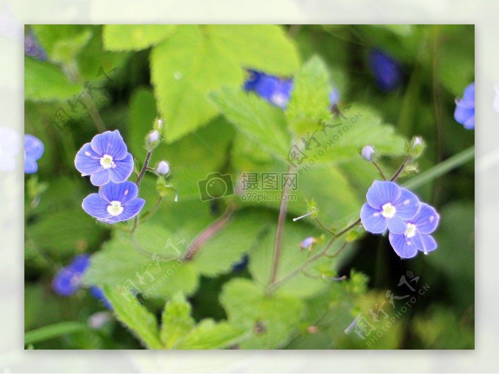盛开的蓝色小花
