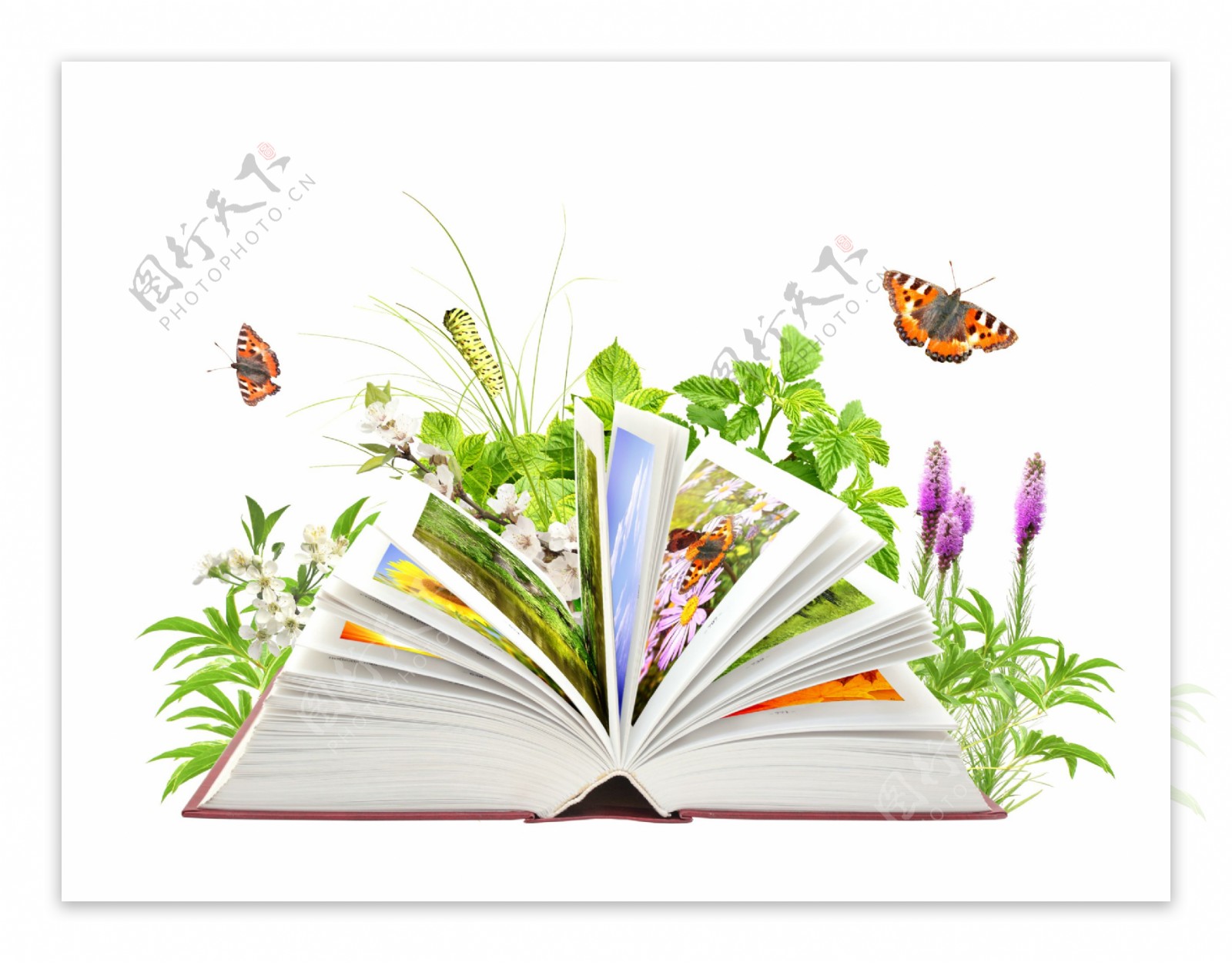 创意自然植物书本图片下载书本图片书本高清图片素材创意书本图片