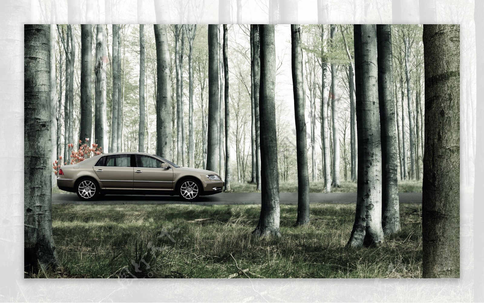 树林中的汽车图片