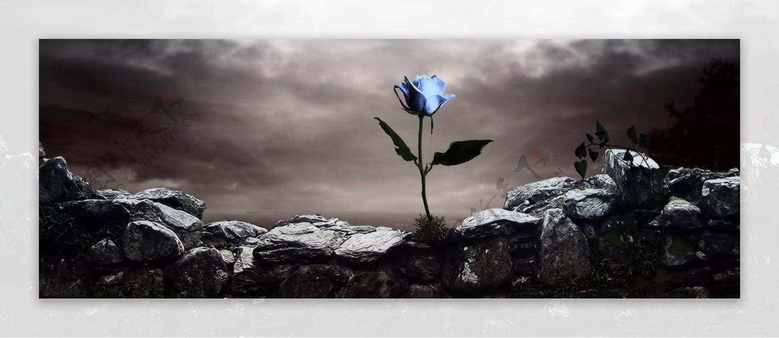 动漫岩石中的蓝玫瑰背景banner