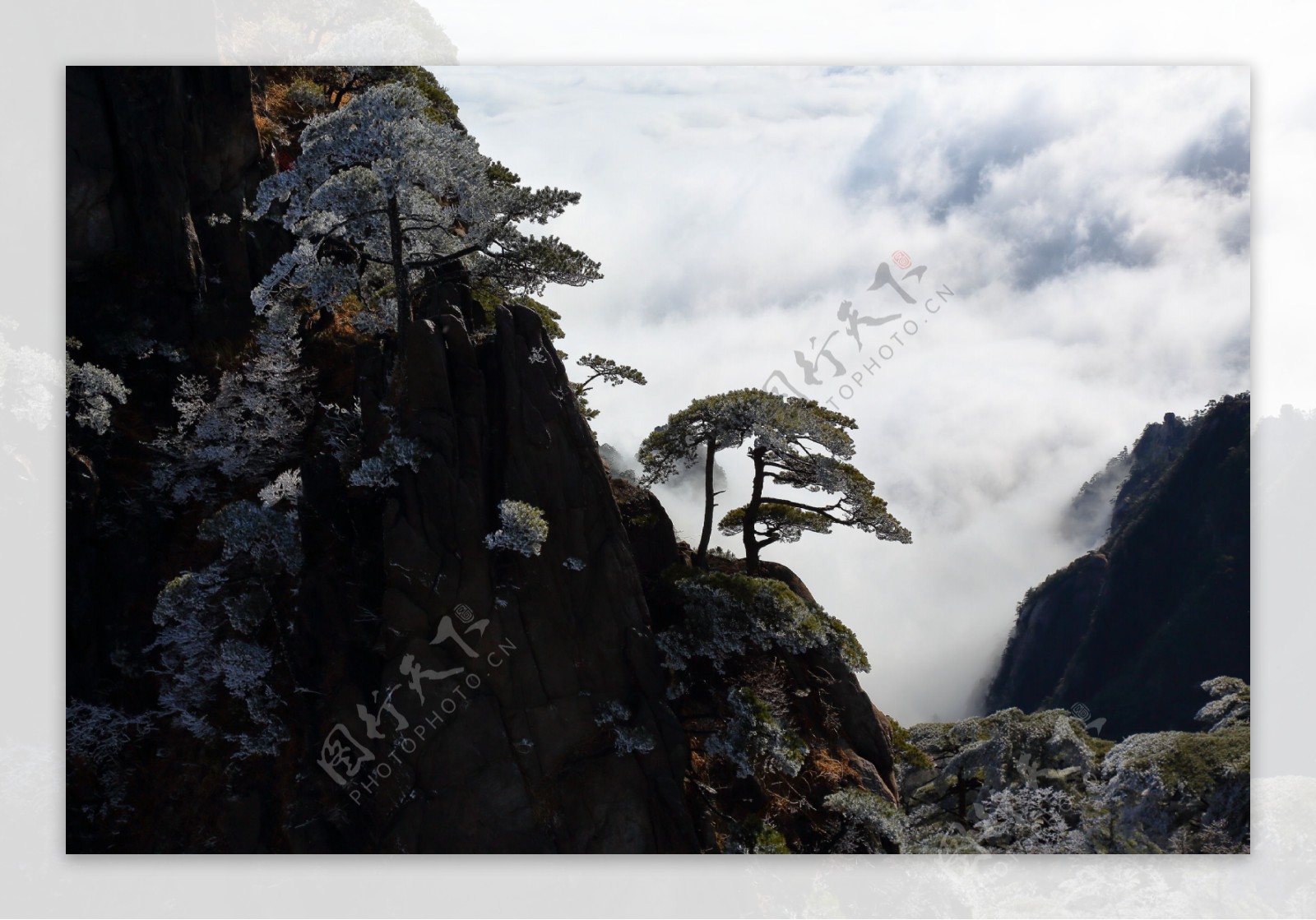 安徽黄山奇松风景