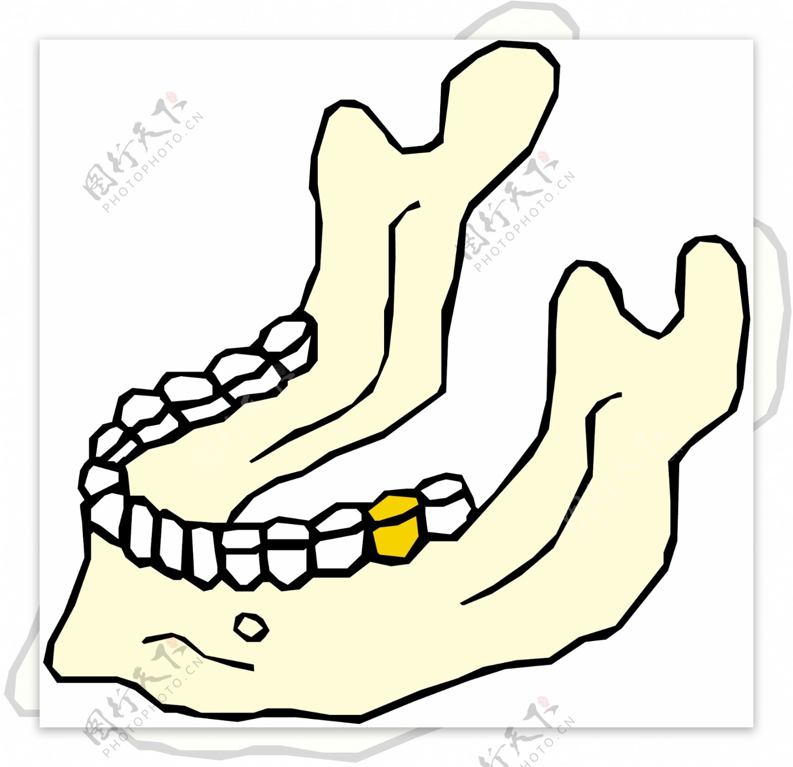 假牙牙齿医用模型矢量素材EPS0061
