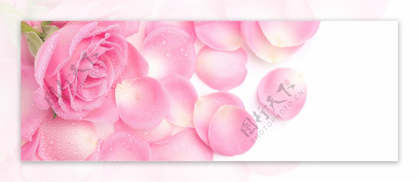 香水粉色玫瑰背景banner