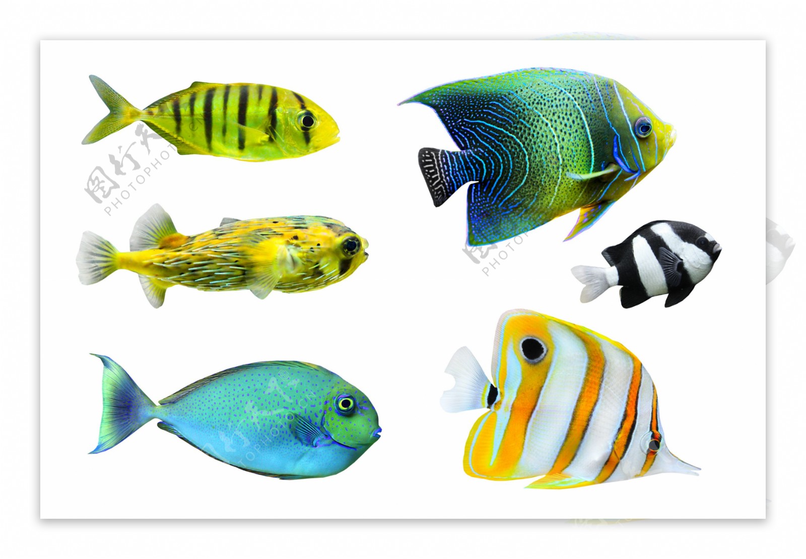 热带鱼 海底世界高清壁纸 高清桌面壁纸下载 -找素材网