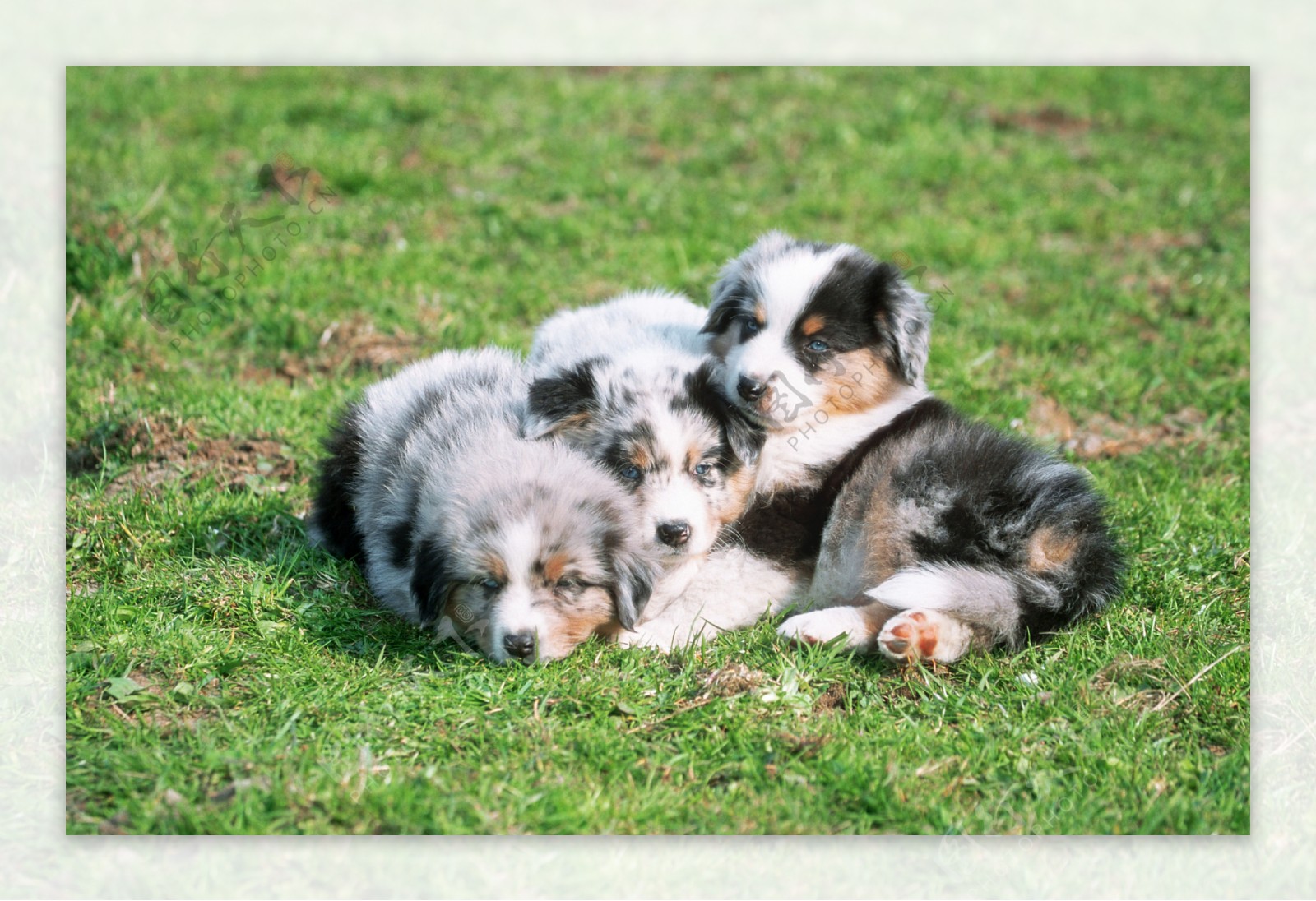 三个趴在草地上的小狗