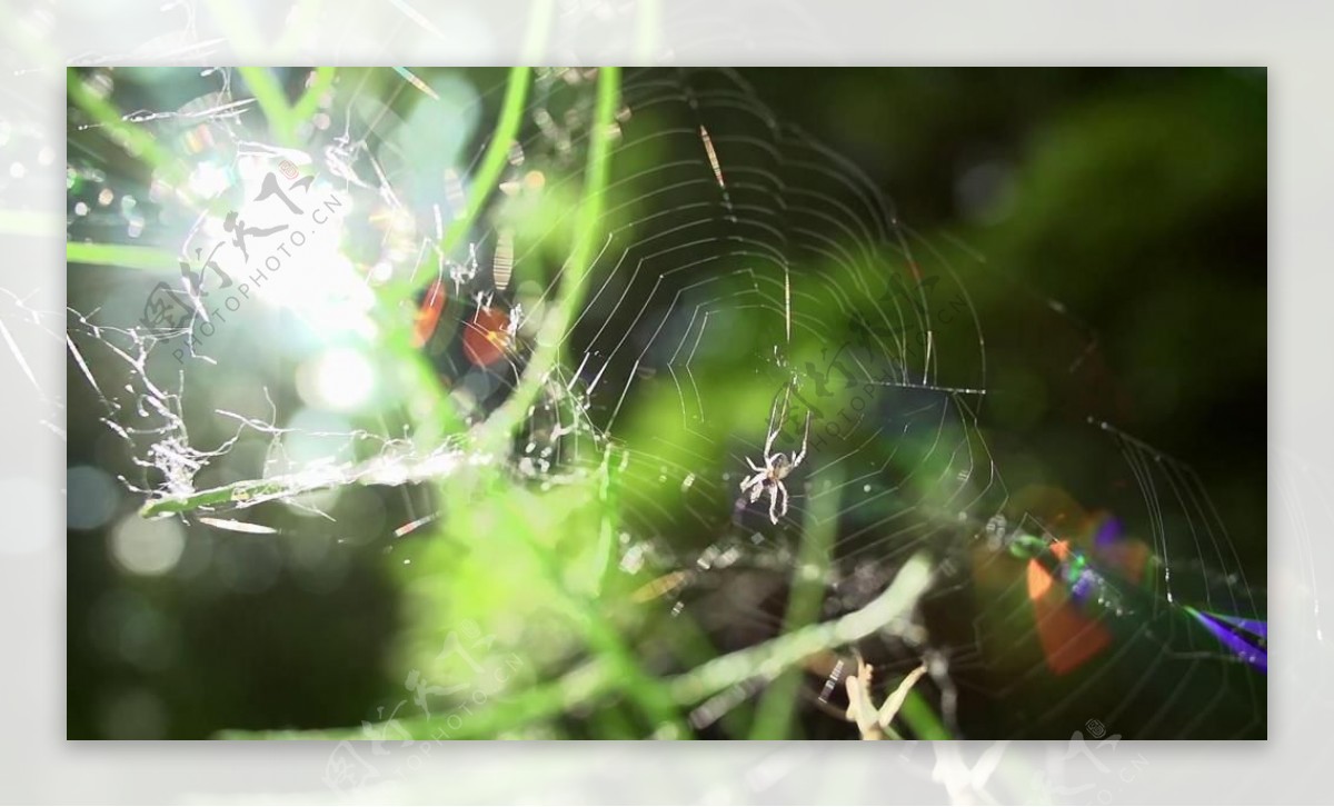 实拍阳光下蜘蛛网上悠闲的蜘蛛视频素材