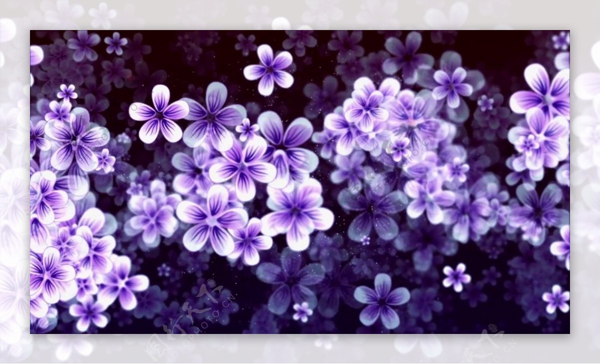 紫色花朵视频素材