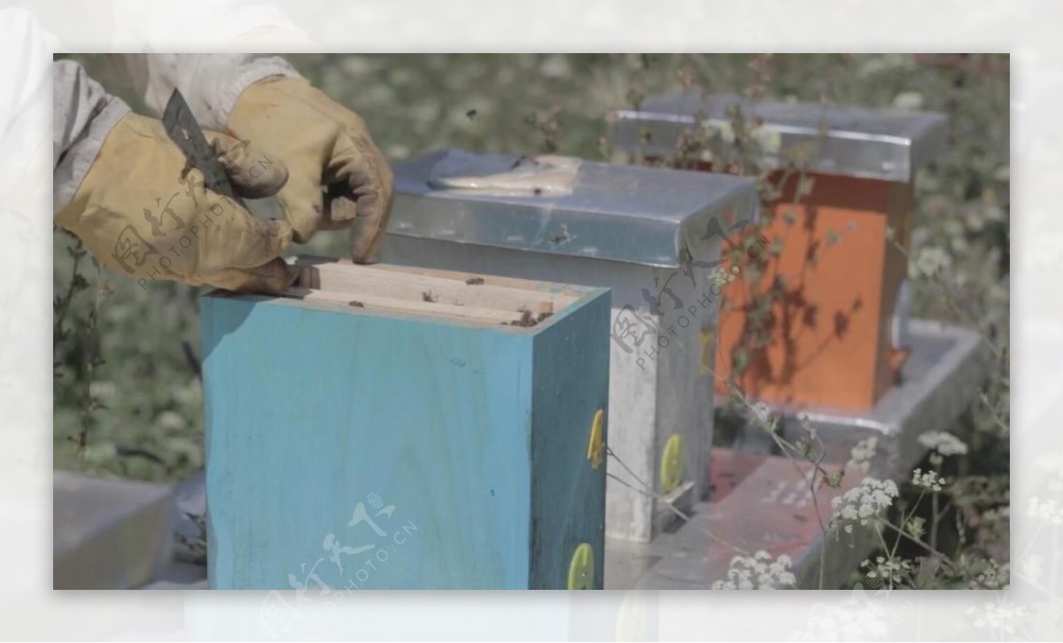 实拍养蜂人取出蜂盘视频素材