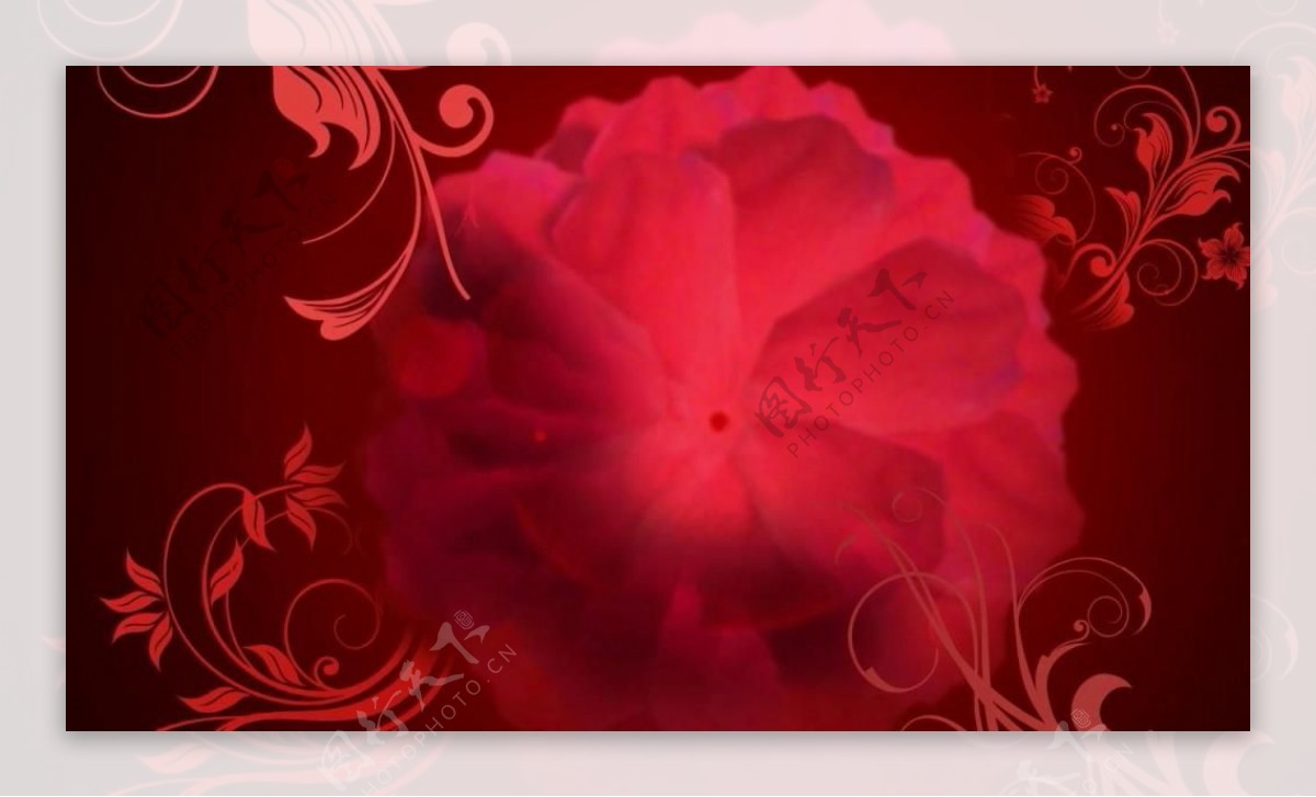 爱心花朵花纹生长背景视频素材