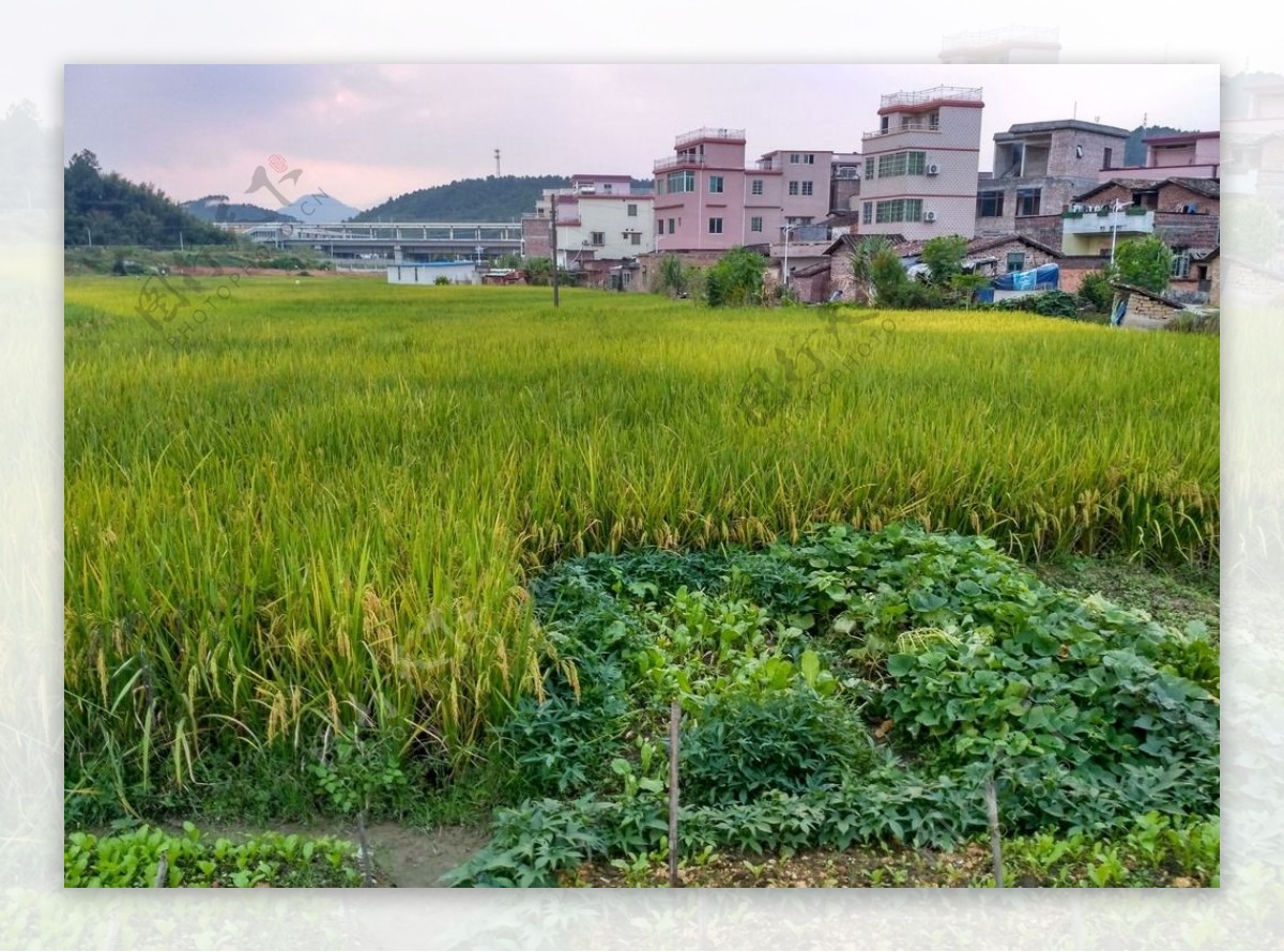 乡村田野