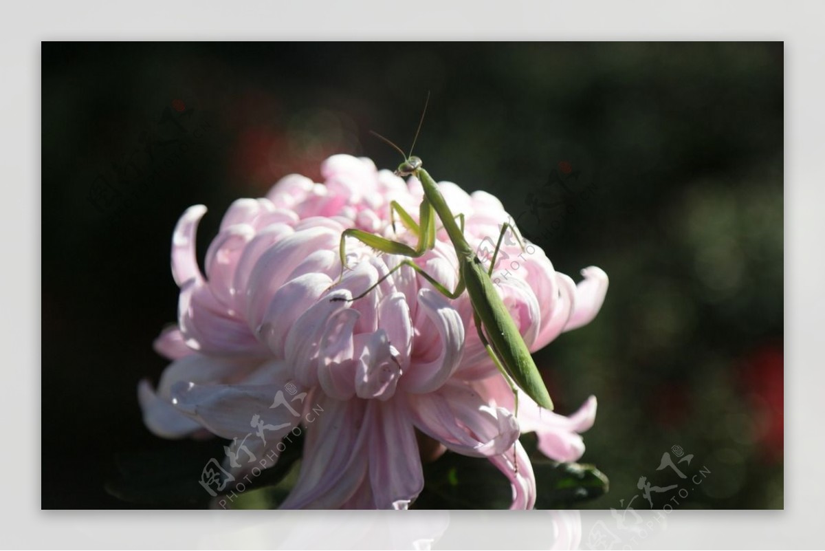 菊花