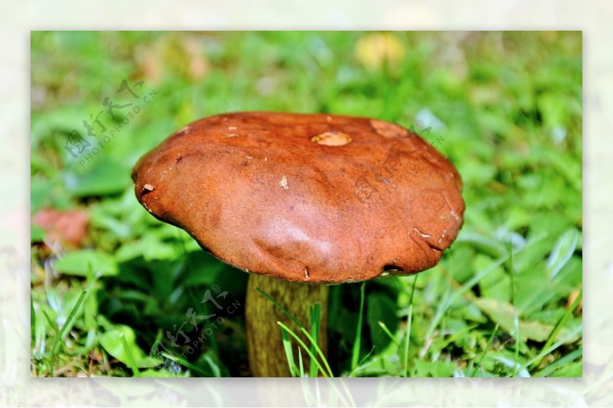 森林红蘑菇