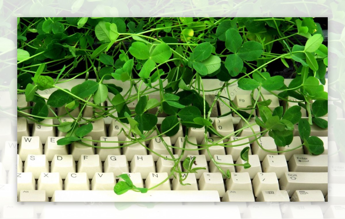 绿叶和键盘