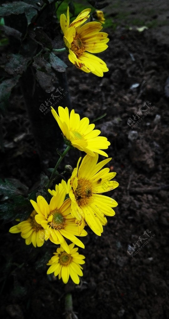 金黄色的菊花