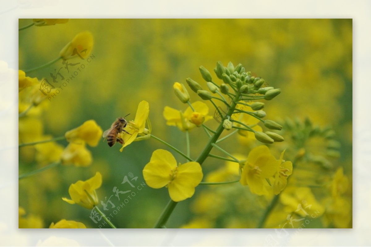 黄花蜜蜂