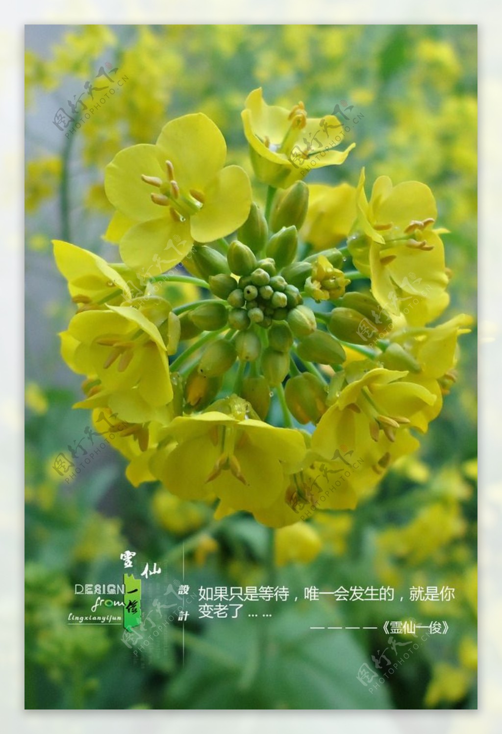 油菜花