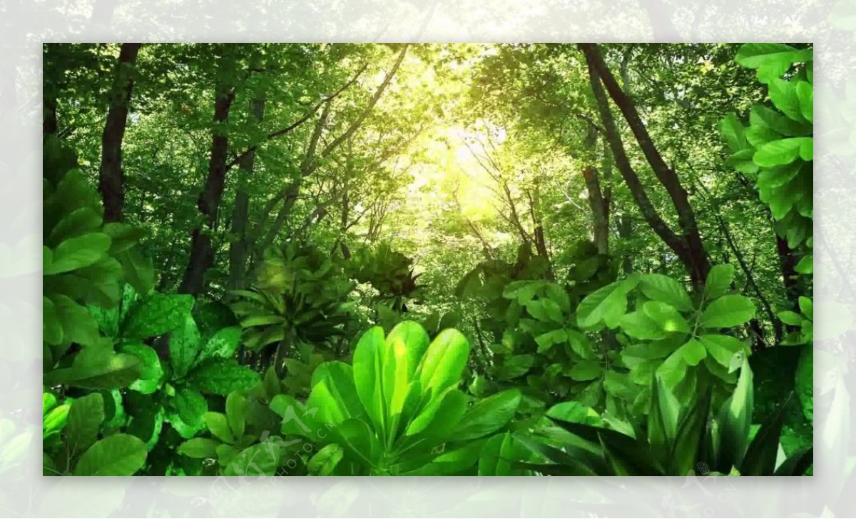 阳光突破树林唯美合成视频素材