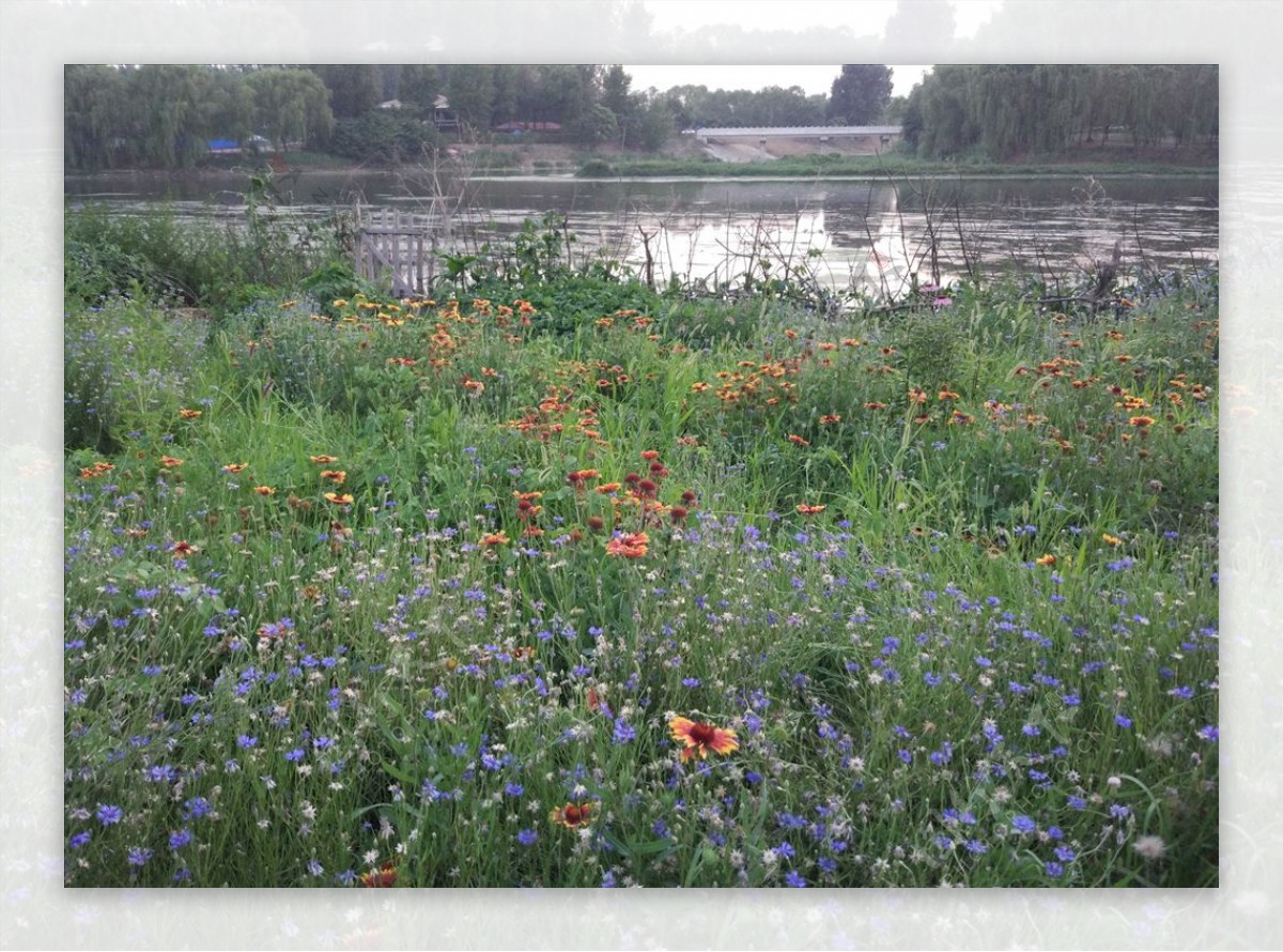 河畔野花