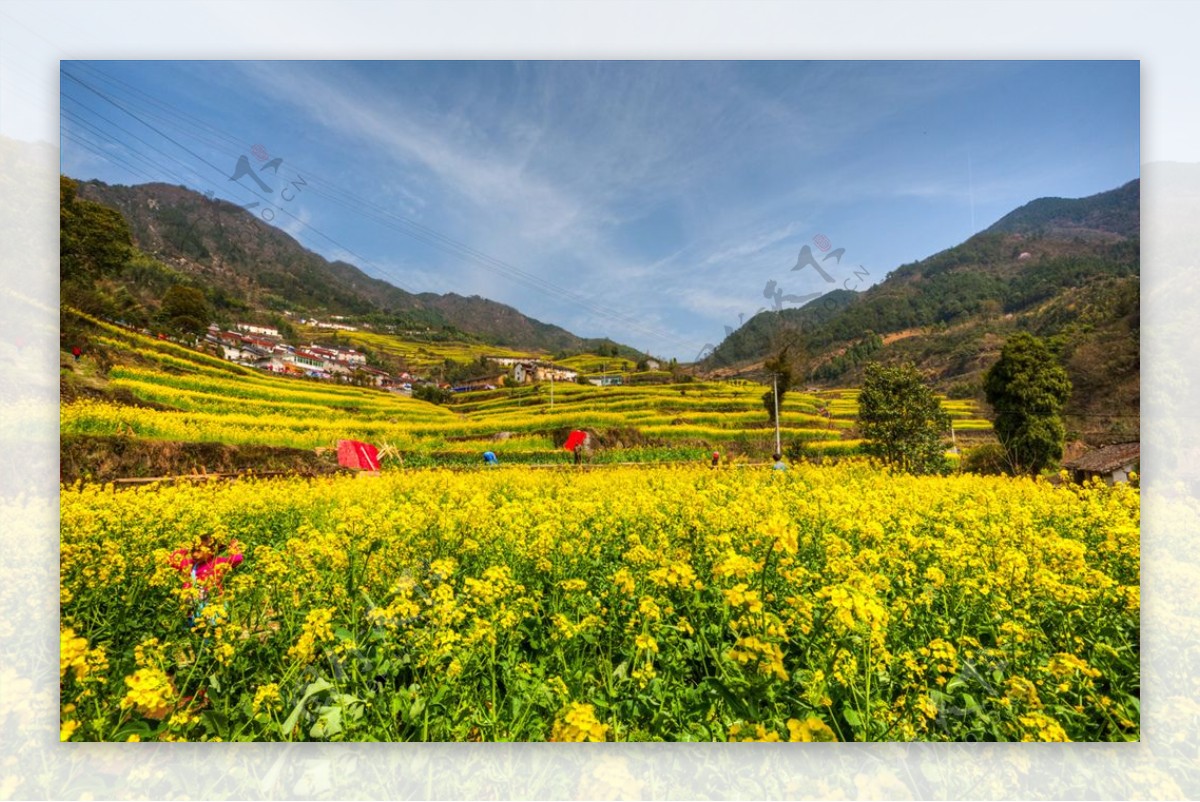 胥岭村油菜花