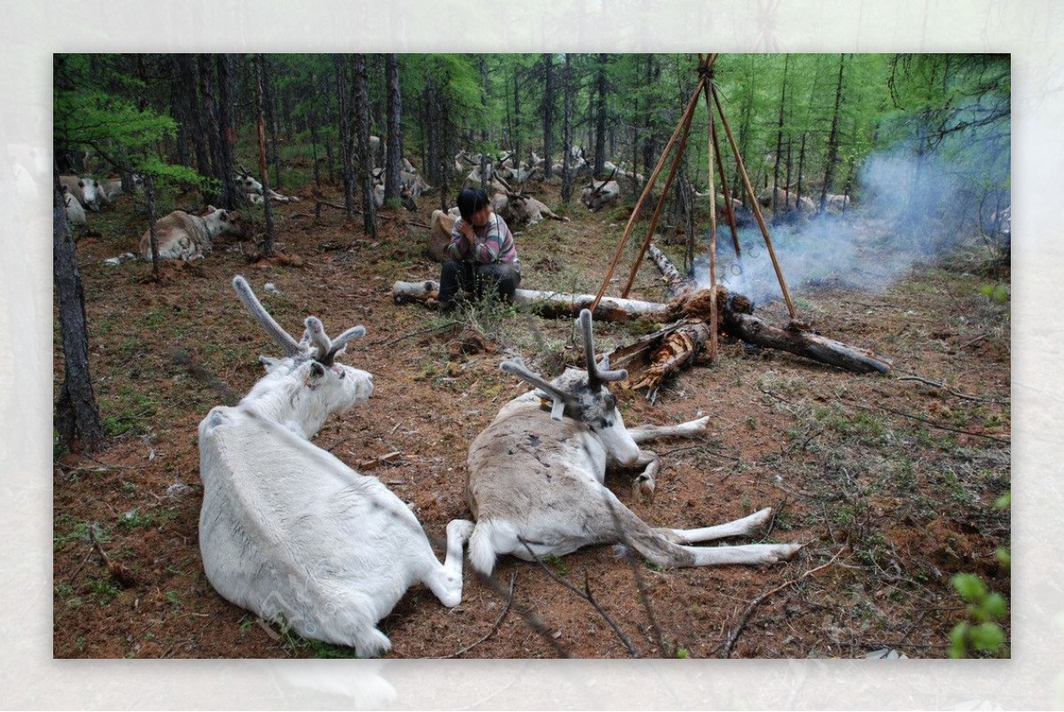 鄂温克猎民驯鹿生活