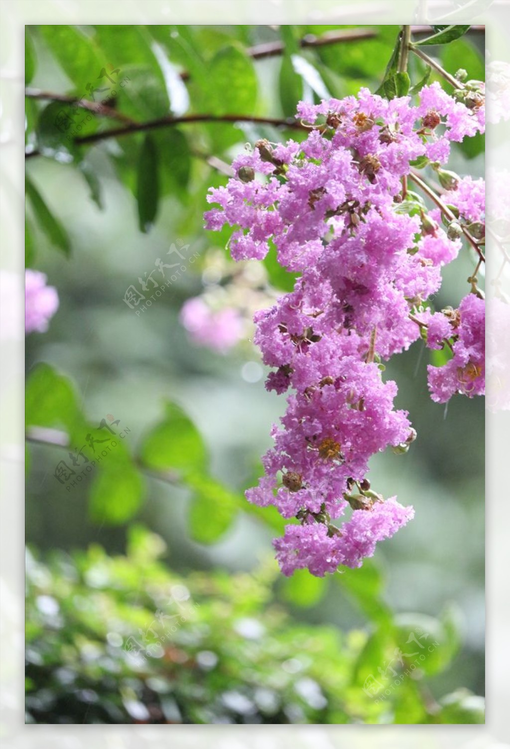 美丽的花朵