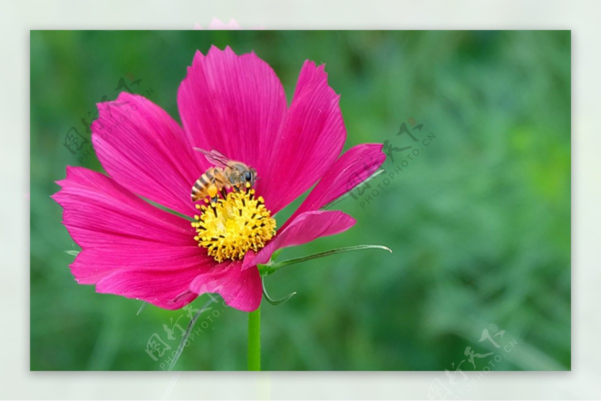 格桑花与蜜蜂高清摄影图