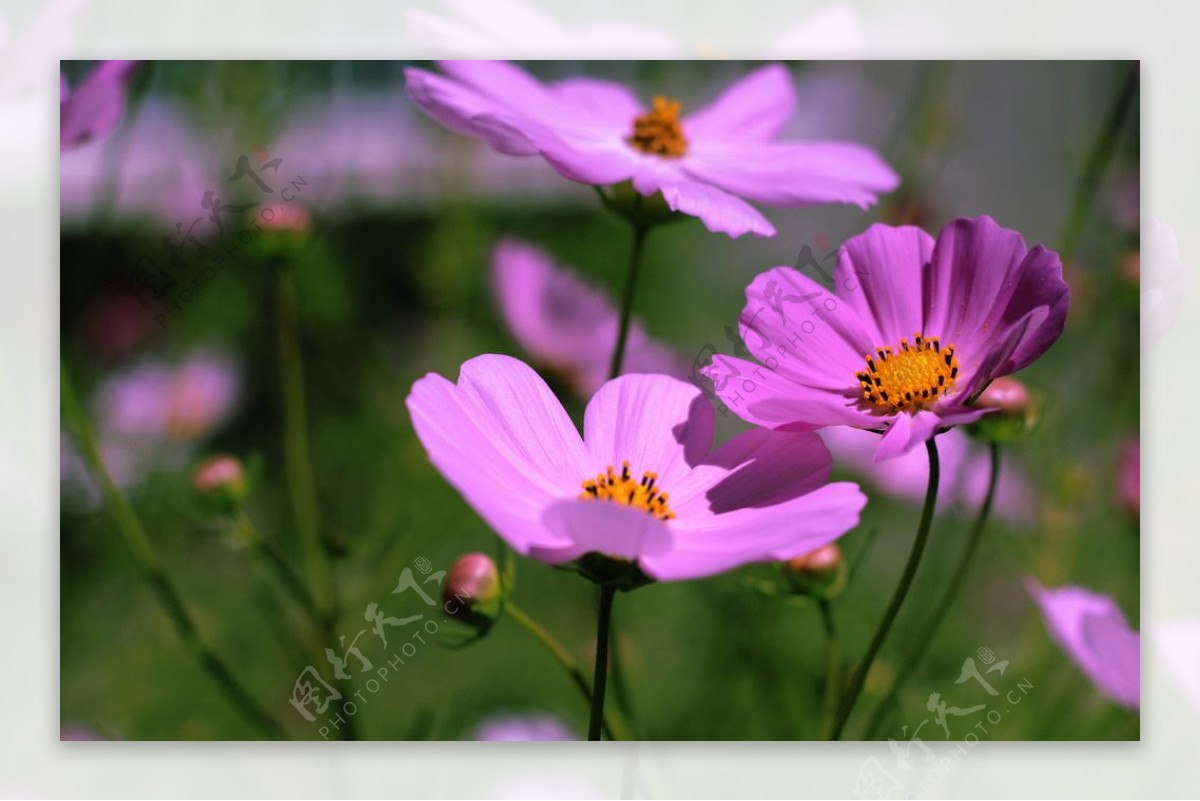 格桑花