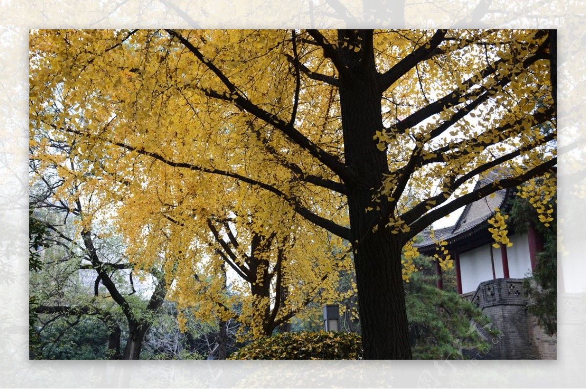 秋天银杏树