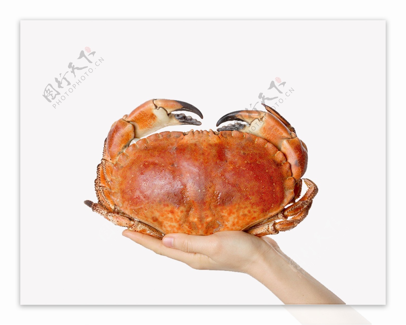 海鲜河鲜螃蟹帝王蟹美味黄道蟹蟹黄营养食物