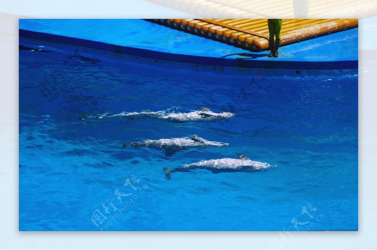 仰腹海豚海豚仰泳