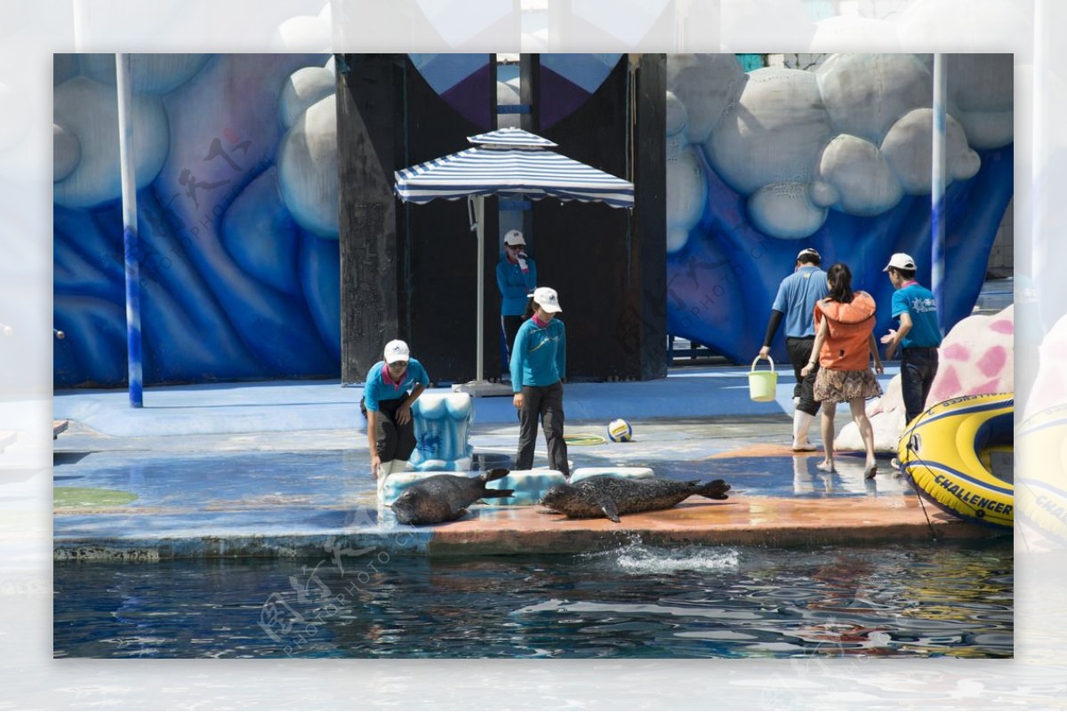 水族馆海豹表演图片素材-编号30129211-图行天下