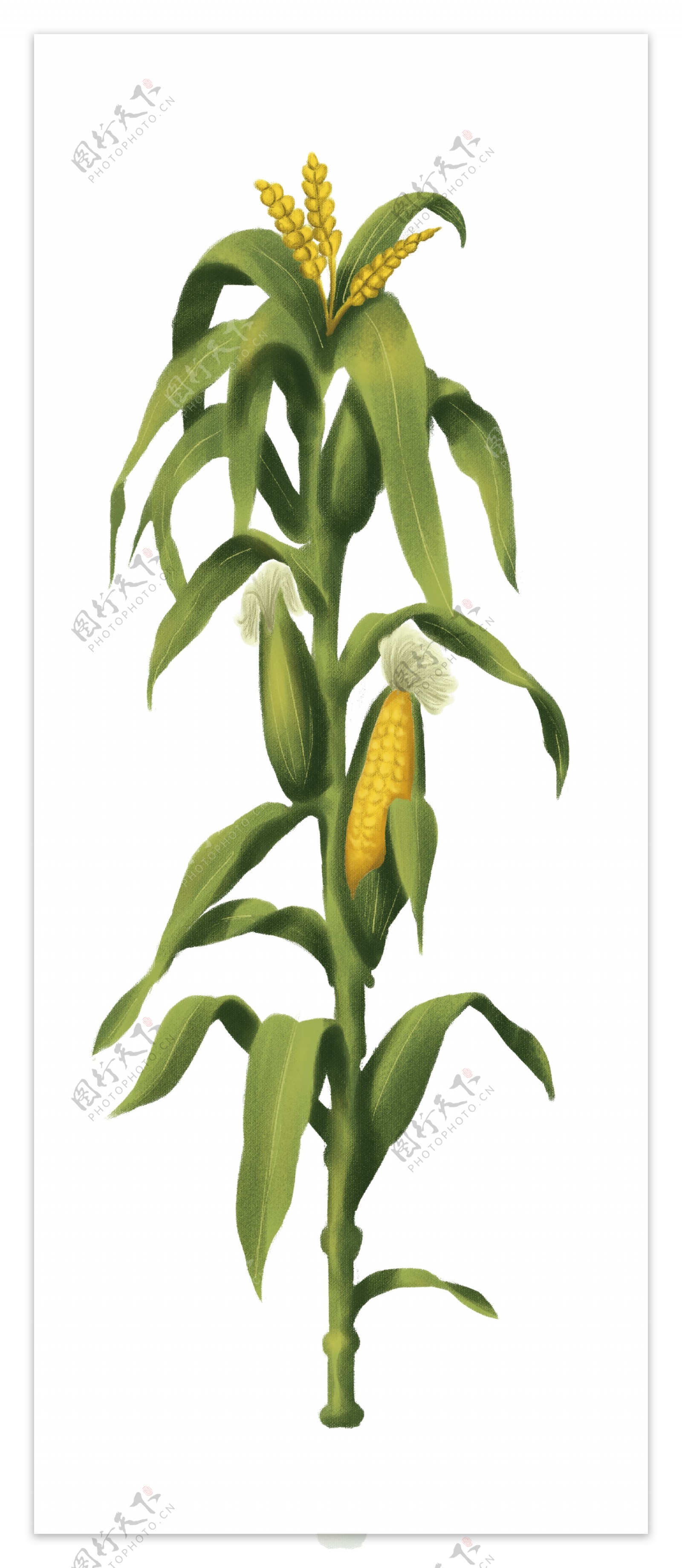 玉米手绘卡通素材