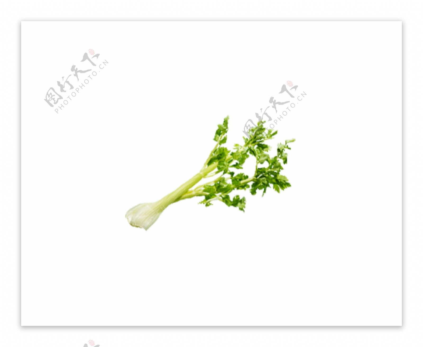 新鲜绿色香菜植物蔬菜