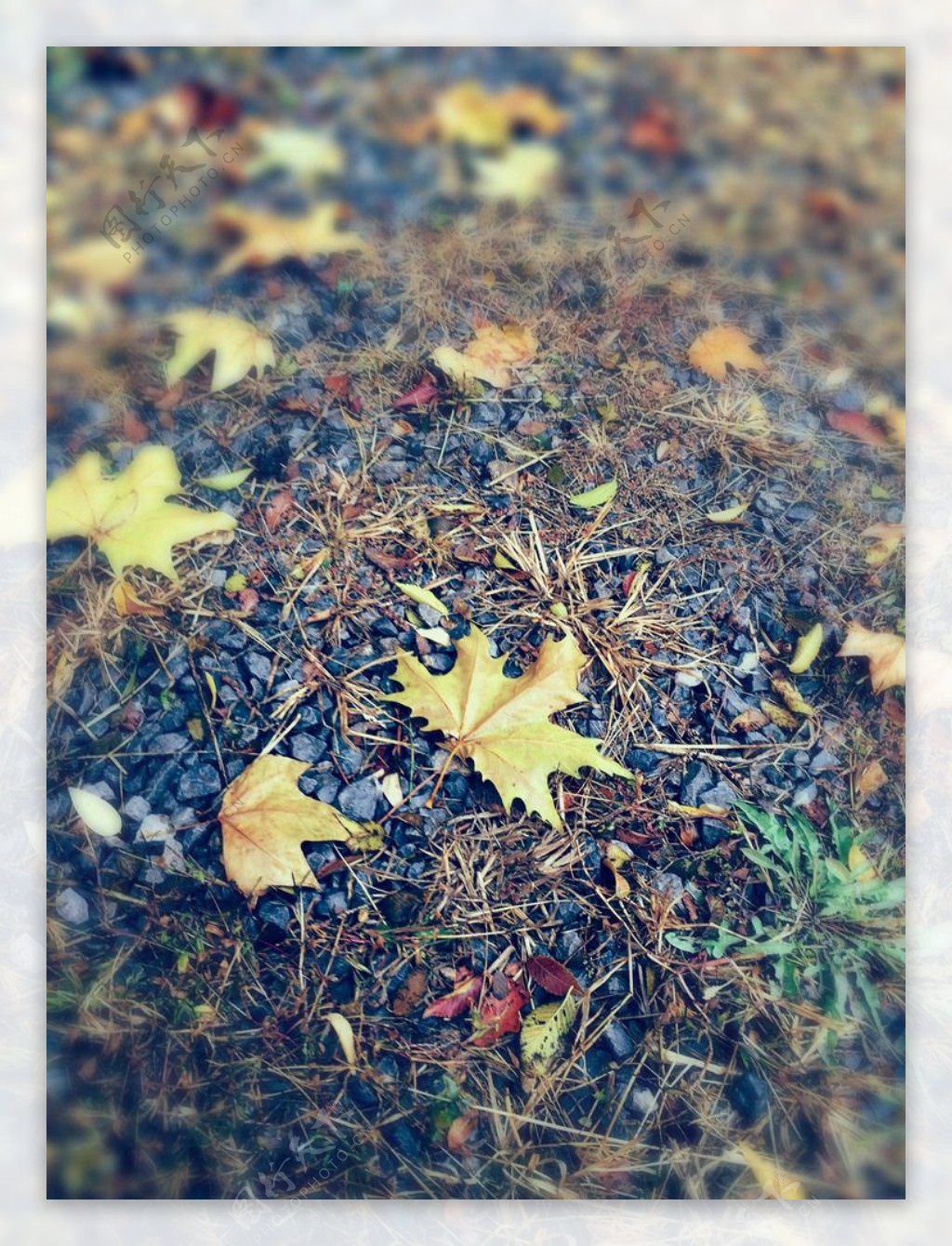 唯美深秋叶子