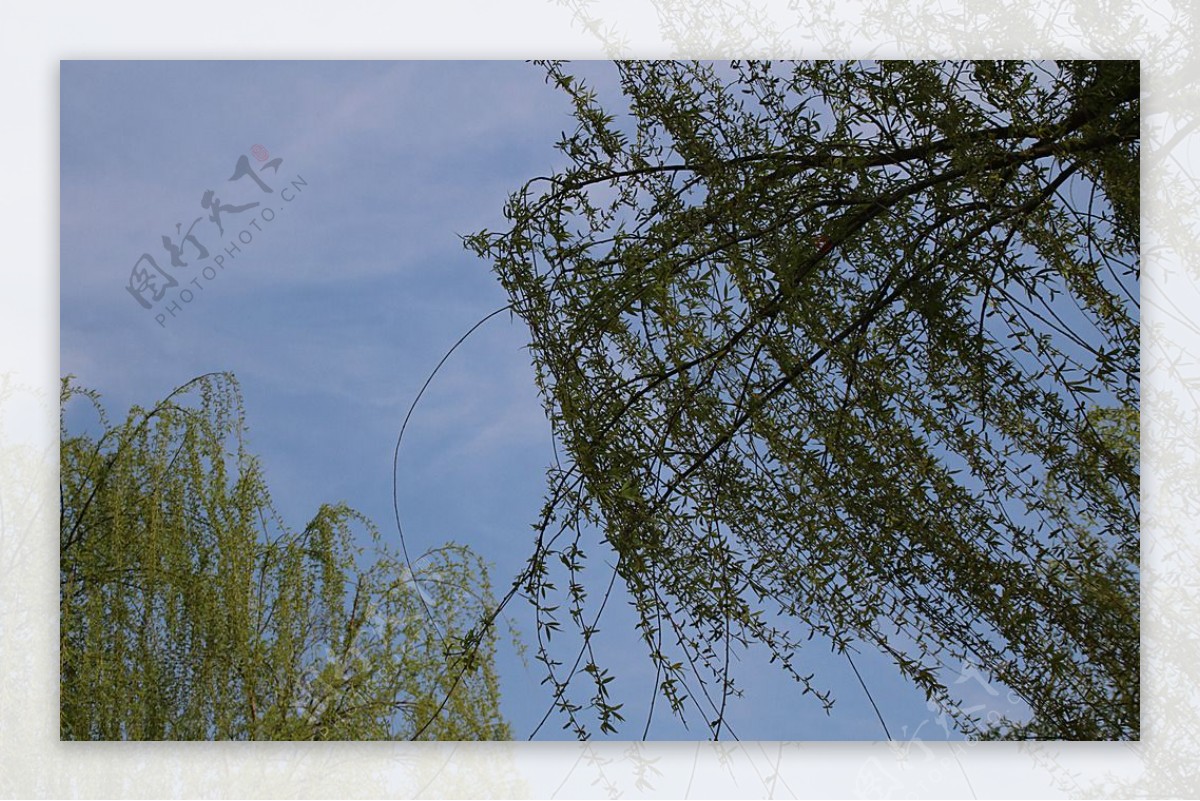 西安浐灞湿地公园垂柳