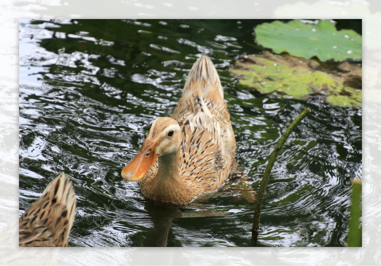 【赤麻鸭摄影图片】龙湖生态摄影_太平洋电脑网摄影部落